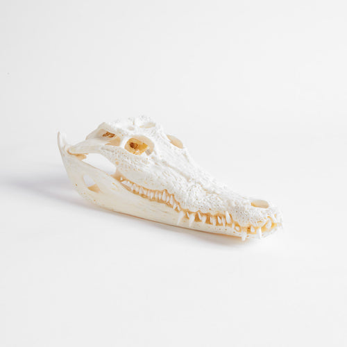 Small Farmed Crocodile Skull 25-30Cm