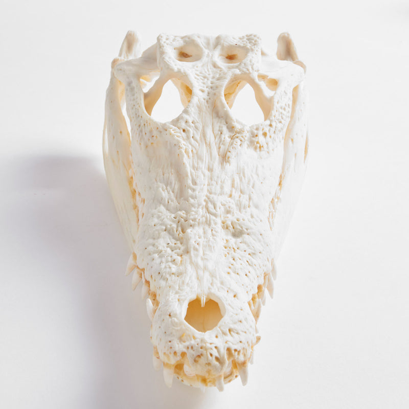 Small Farmed Crocodile Skull 25-30Cm