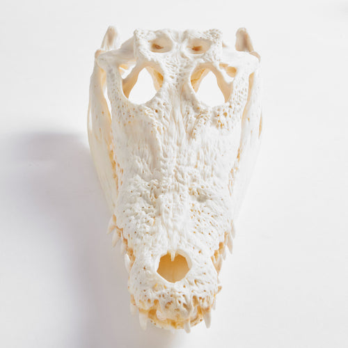 Calavera De Cocodrilo Pequeño 25-30Cm