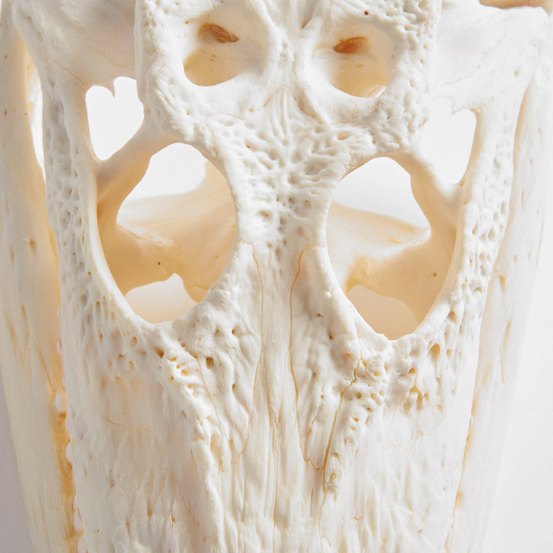 Calavera De Cocodrilo Pequeño 25-30Cm