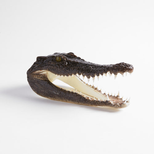 Cabeza de cocodrilo de agua salada taxidermia