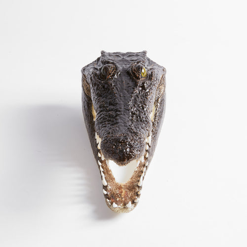 Cabeza de cocodrilo de agua salada taxidermia