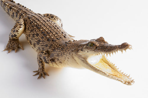Taxidermy Crocodile