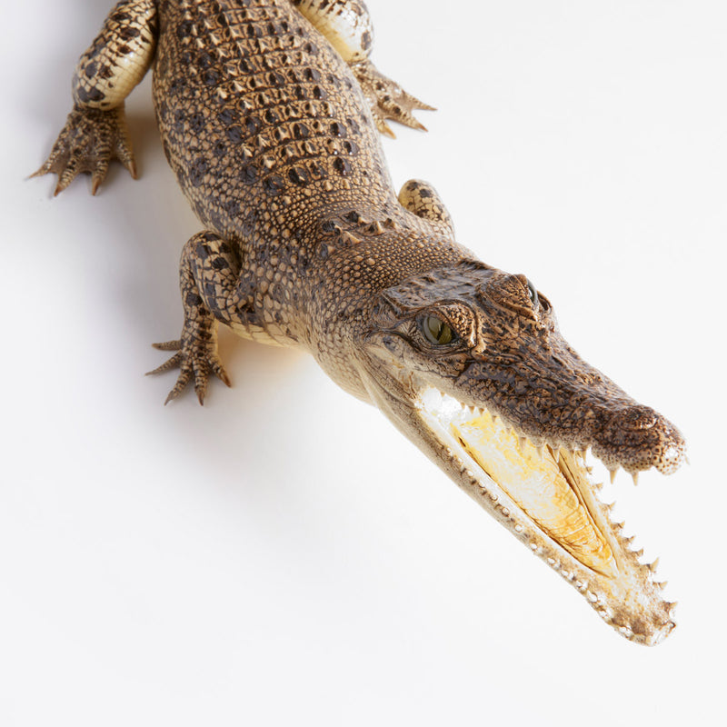 Taxidermy Crocodile