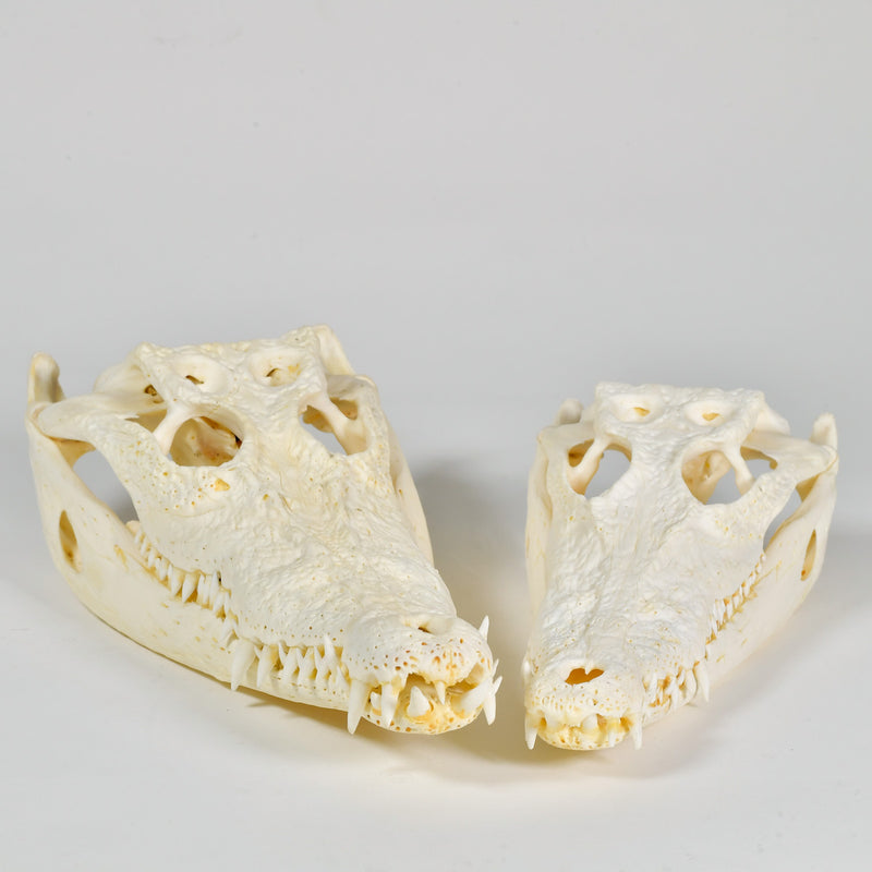 Large Farmed Crocodile Skull, 30-35cm