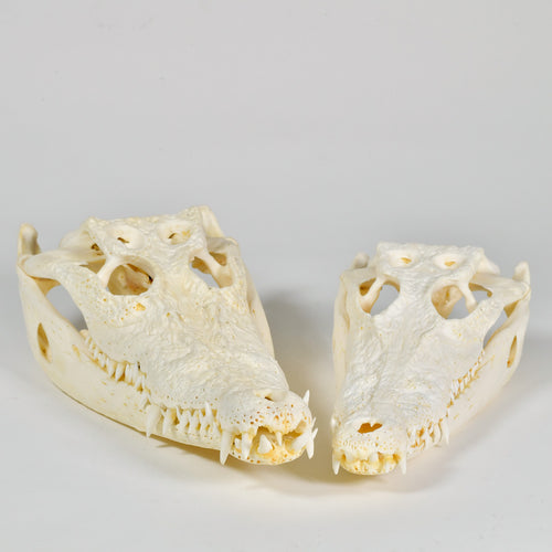 Large Farmed Crocodile Skull, 30-35cm