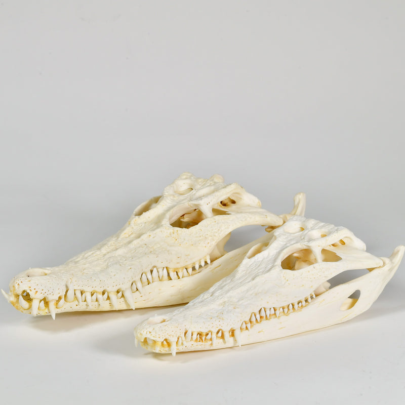 Large Farmed Crocodile Skull, 35cm