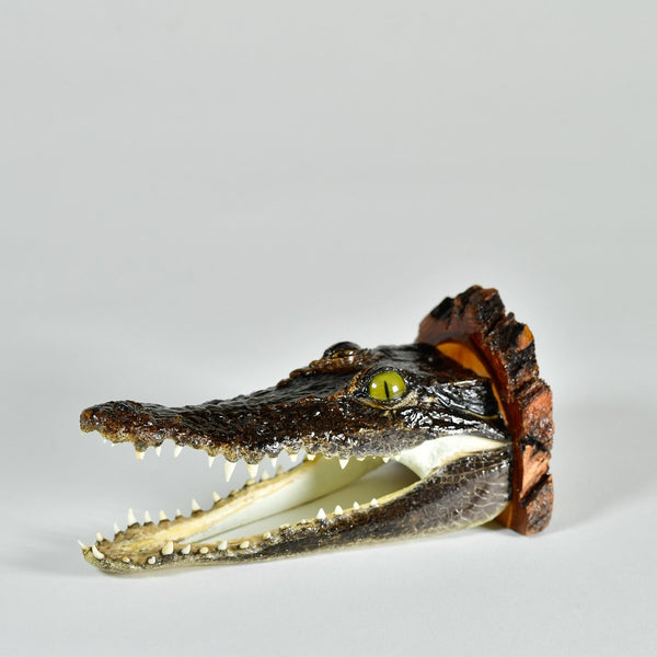 Crocodile Darwin, Crocodile Leather Products, Taxidermy