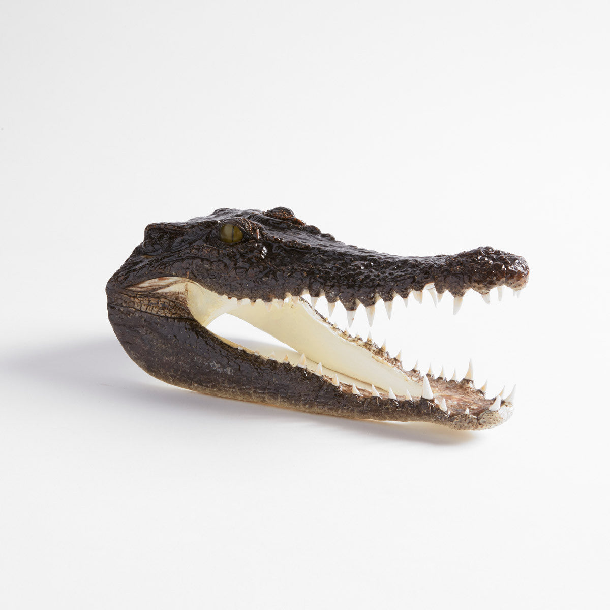 Taxidermy Saltwater Crocodile Head
