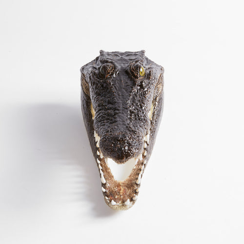 Taxidermy Saltwater Crocodile Head
