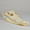 Large Farmed Crocodile Skull, 35cm