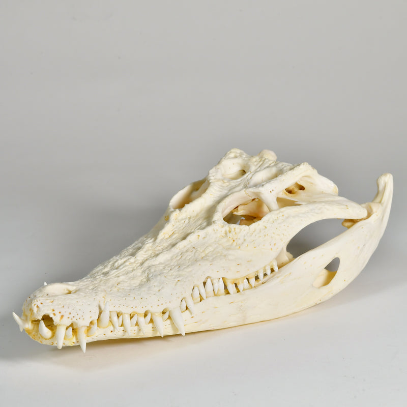 Large Farmed Crocodile Skull, 35cm