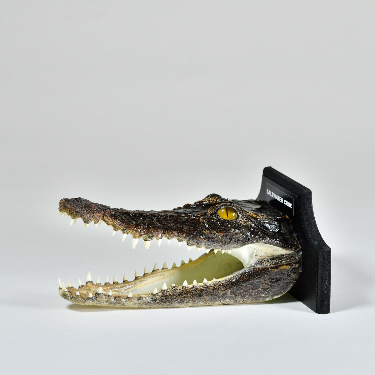 Taxidermy Saltwater Crocodile Head with Plaque