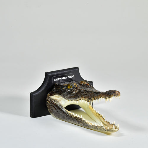 Taxidermy Saltwater Crocodile Head with Plaque